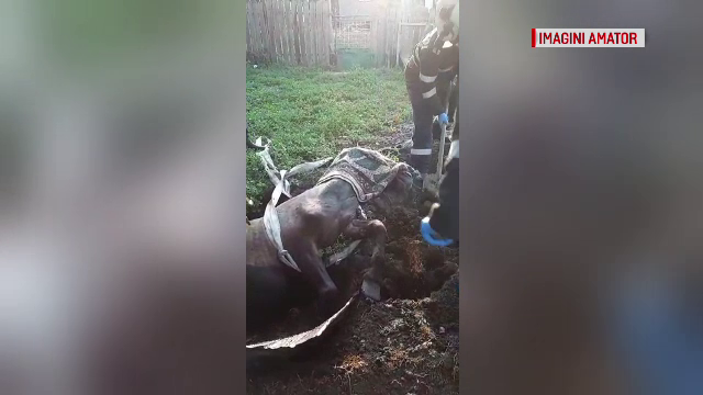 Momentul în care un cal este scos dintr-o fosă septică. Cum a rezistat animalul 10 ore