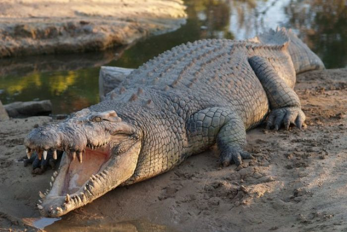 Un băiat de 10 ani a fost ucis de un crocodil în timp ce traversa un râu, în Filipine