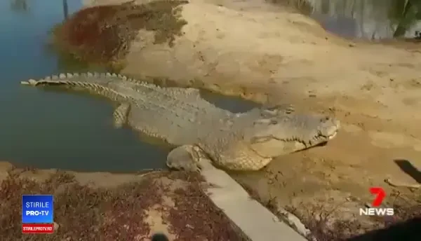 Descoperirea făcută de un fermier în stomacul unui crocodil pe care l-a îngrijit ani de zile