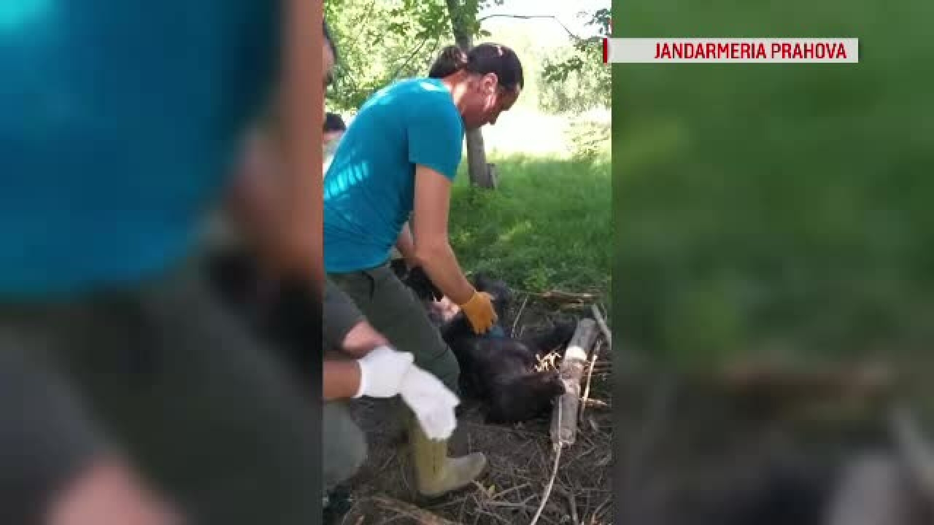 Urs, salvat de pădurari și jandarmi după a agnozat ore în șir prins într-un laț