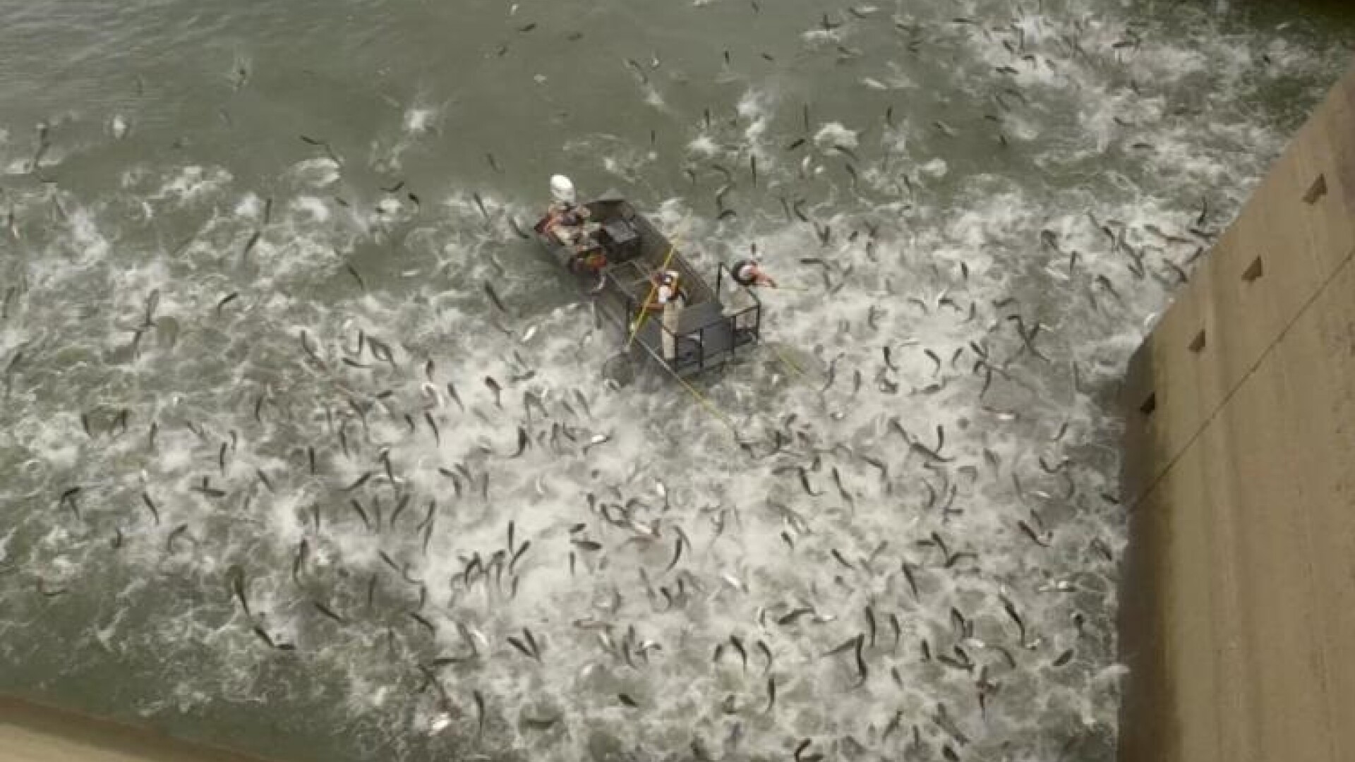 Momentul în care peștii dintr-un lac sunt electrocutați. De ce este periculos crapul asiatic