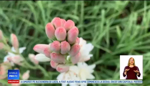 Planta care înflorește o dată la trei ani. „Mă zăpăcea!”