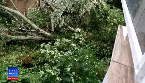 Copaci rupți de furtună, în Constanța