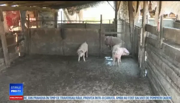 Pesta porcină riscă să contamineze relațiile diplomatice dintre România și Bulgaria