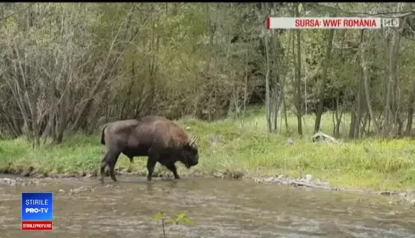 Crește numărul de zimbri în Carpați. Sunt doar 5.000 în sălbăticie, în întreaga Europă