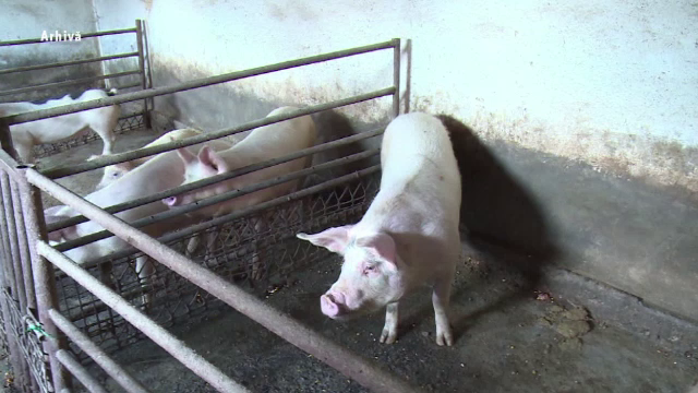 Anchetă în cazul unui polițist din Vaslui. Cum ar fi contaminat o zonă cu pestă porcină