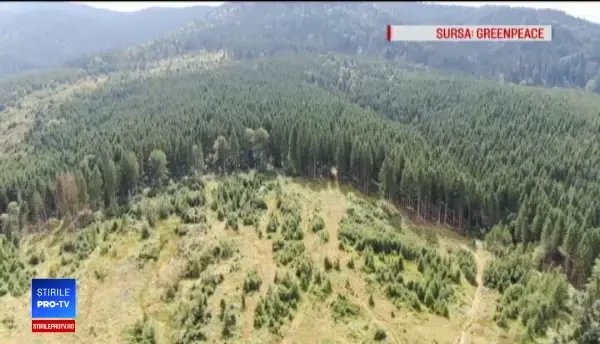 Greenpeace: România pierde 3 hectare de pădure pe oră. Reacția directorului ROMSILVA