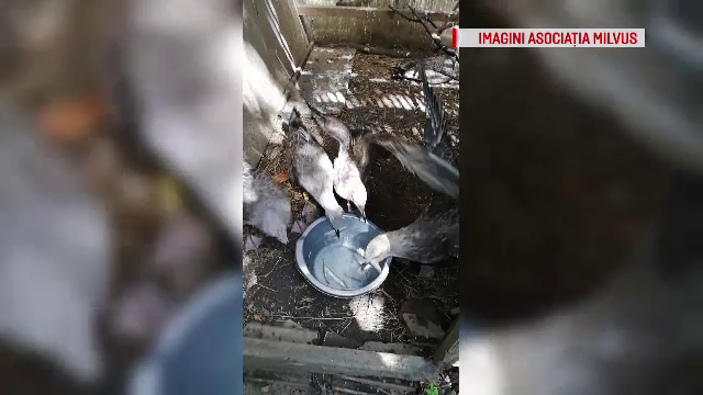 Momentul în care 9 pui de pescăruși salvați de trecători au fost eliberați lângă un lac
