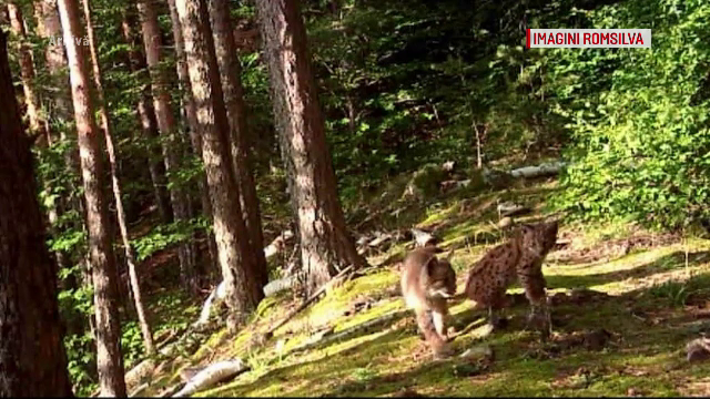 Pui de râs, sugrumat cu un lanț. Imaginile au stârnit un val de revoltă