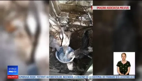 Momentul în care 9 pui de pescăruși salvați de trecători au fost eliberați lângă un lac