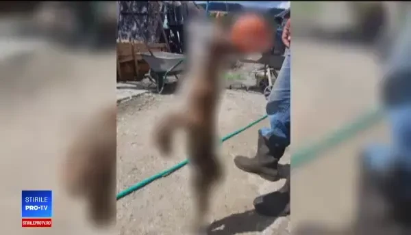 Anchetă după ce doi tineri sunt acuzați că au ucis în chinuri un râs: ”Barbarism de nedescris”