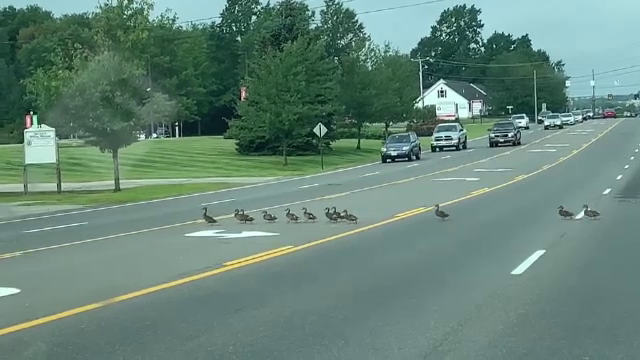 Momentul în care 20 de rățuște blochează circulația pe 4 benzi într-un oraș american