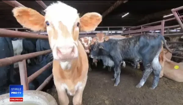 Apelul lansat de 107 oameni de știință de la ONU: Mâncați mai puțină carne