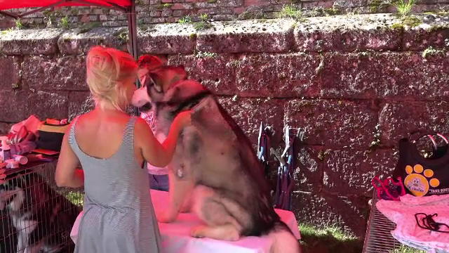 Câinele care are nevoie de un "ritual de frumuseţe" de aproape 4 ore. Unde îl duc stăpânii