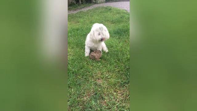 Surpriza unor români stabiliți în Suedia. Ce s-a întâmplat când au mers cu câinele în parc