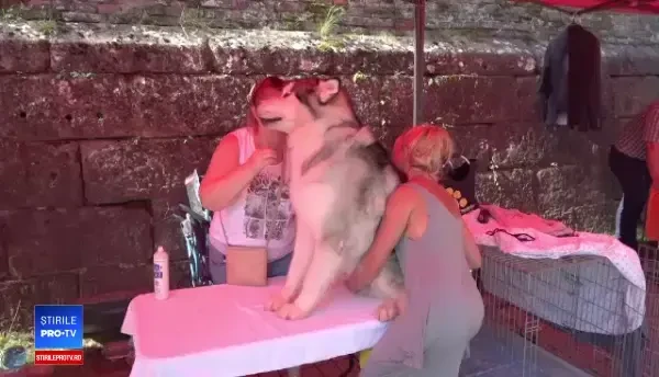 Câinele care are nevoie de un "ritual de frumuseţe" de aproape 4 ore. Unde îl duc stăpânii