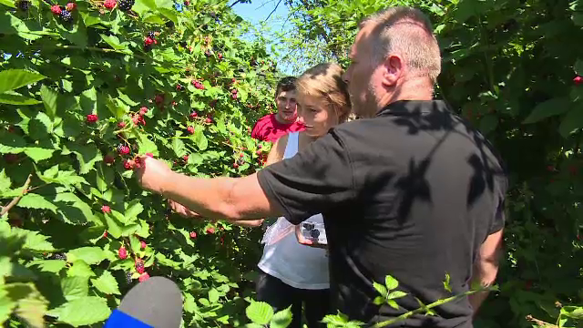 Ferma unde turiștii plătesc mai puțin dacă își culeg singuri murele. Cât câștigă proprietarul