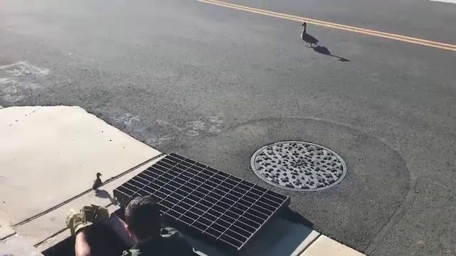 Momentul în care mai mulți boboci de rață sunt salvați de polițiști din canal