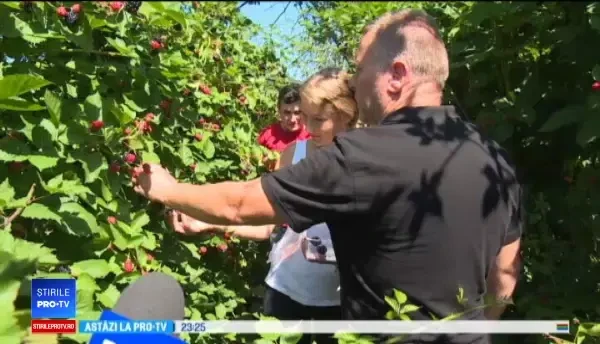 Ferma unde turiștii plătesc mai puțin dacă își culeg singuri murele. Cât câștigă proprietarul