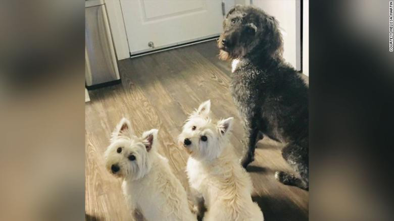 Trei câini au murit după ce s-au jucat într-un lac. Mesajul transmis de stăpâna lor