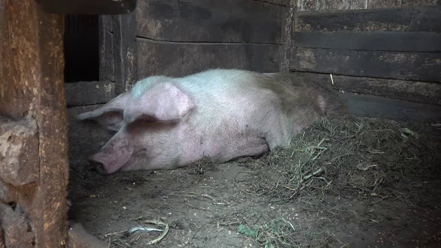 Pesta porcină a ajuns și la Grădina Zoologică din Galați. Măsurile luate