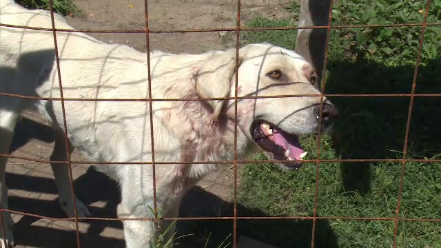 Proprietarii de animale din Bucureşti riscă amenzi uriaşe. Unde trebuie să le declare