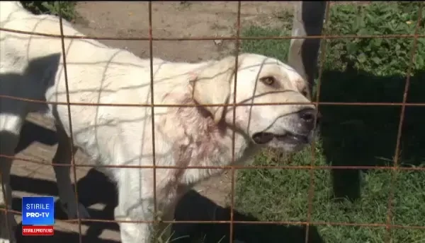 A ajuns la spital muşcat de faţă, mâini şi picioare de câinele vecinilor. De ce a devenit animalul agresiv