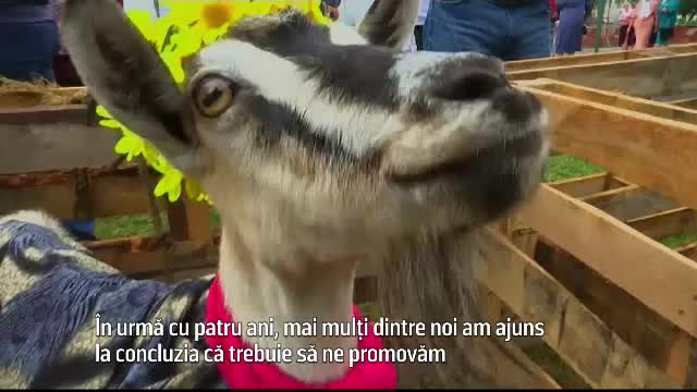 Într-un oraș din Ucraina, se organizează concurs pentru a alege cea mai frumoasă capră