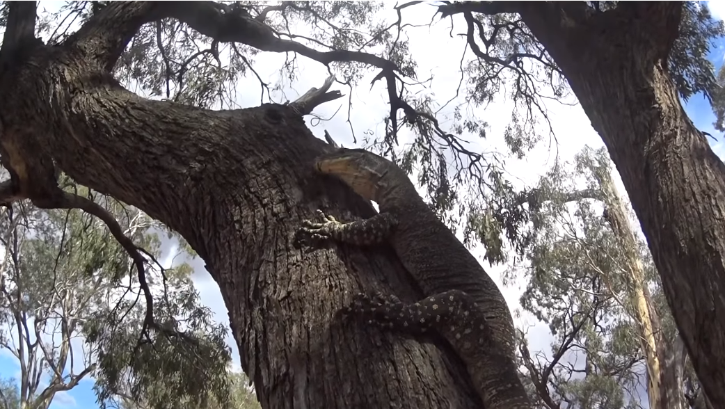 Un cuplu în vârstă a ajuns la spital după ce a fost atacat de o șopârlă gigant