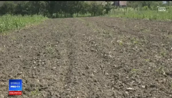 Cum putem să ne păcălim cu usturoiul românesc. Semințele folosite de fermieri