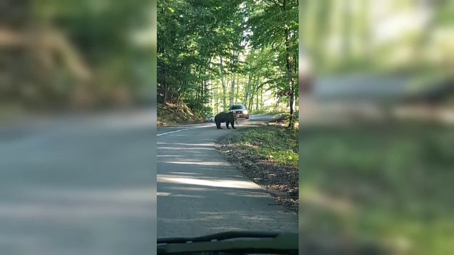 Imaginile care au stârnit indignare. Un șofer încearcă să lovească cu maşina o ursoaică