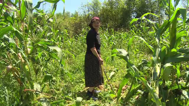 Mistreții fac ravagii în culturile unor săteni din Dâmbovița. „Am muncit degeaba”