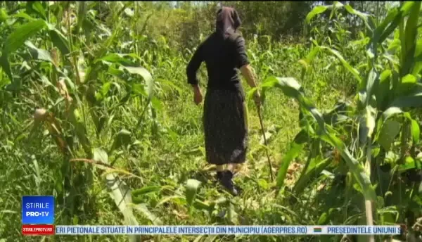 Mistreții fac ravagii în culturile unor săteni din Dâmbovița. „Am muncit degeaba”