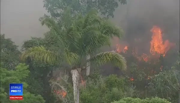 Incendiile fac ravagii în Amazon. Norul de fum se vede din spațiu