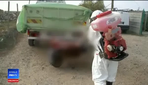 Pesta porcină a ajuns aproape de litoral. Câți bani se vor da pentru porcii sacrificați