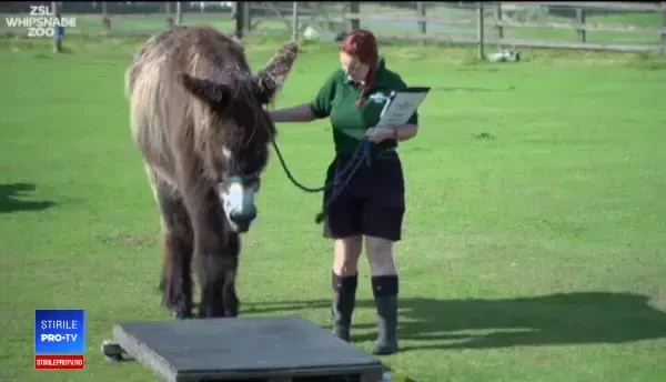 Angajații de la ZOO Londra duc negocieri dure. Cum conving animalele să se lase cântărite
