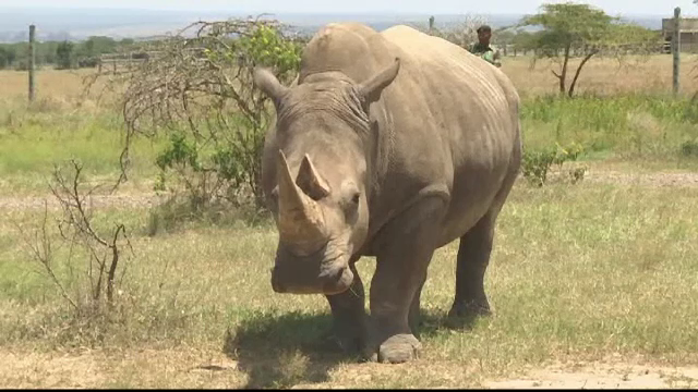 Rinocerii albi ar putea fi salvaţi, deşi mai există doar 2 femele. Soluţia cercetătorilor