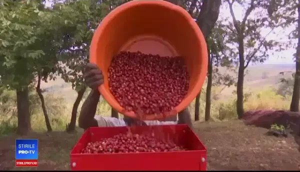 Ţara care ar putea deveni peste noapte unul dintre cei mai mari producători de cafea