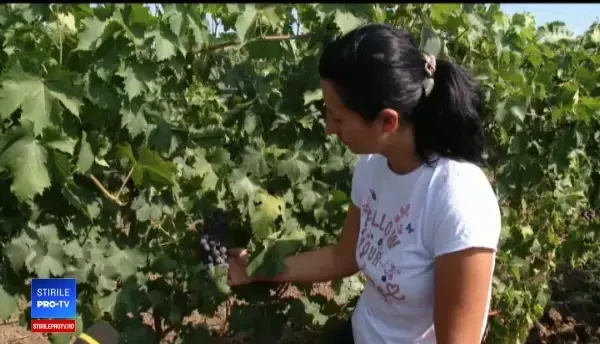 Consumul de struguri, în creștere în România. Preferații sunt cei ”nobili”
