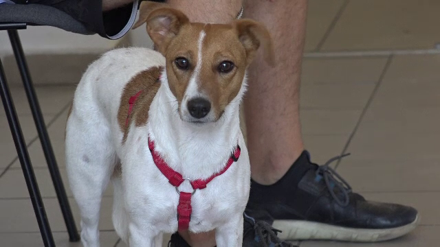 Campanii de sterilizare gratuită a animalelor, în Mureş. Proprietarii riscă amenzi uriașe