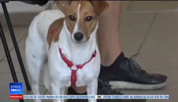 Campanii de sterilizare gratuită a animalelor, în Mureş. Proprietarii riscă amenzi uriașe