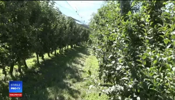 Vremea capricioasă i-a adus pe producătorii de mere aproape de pragul falimentului