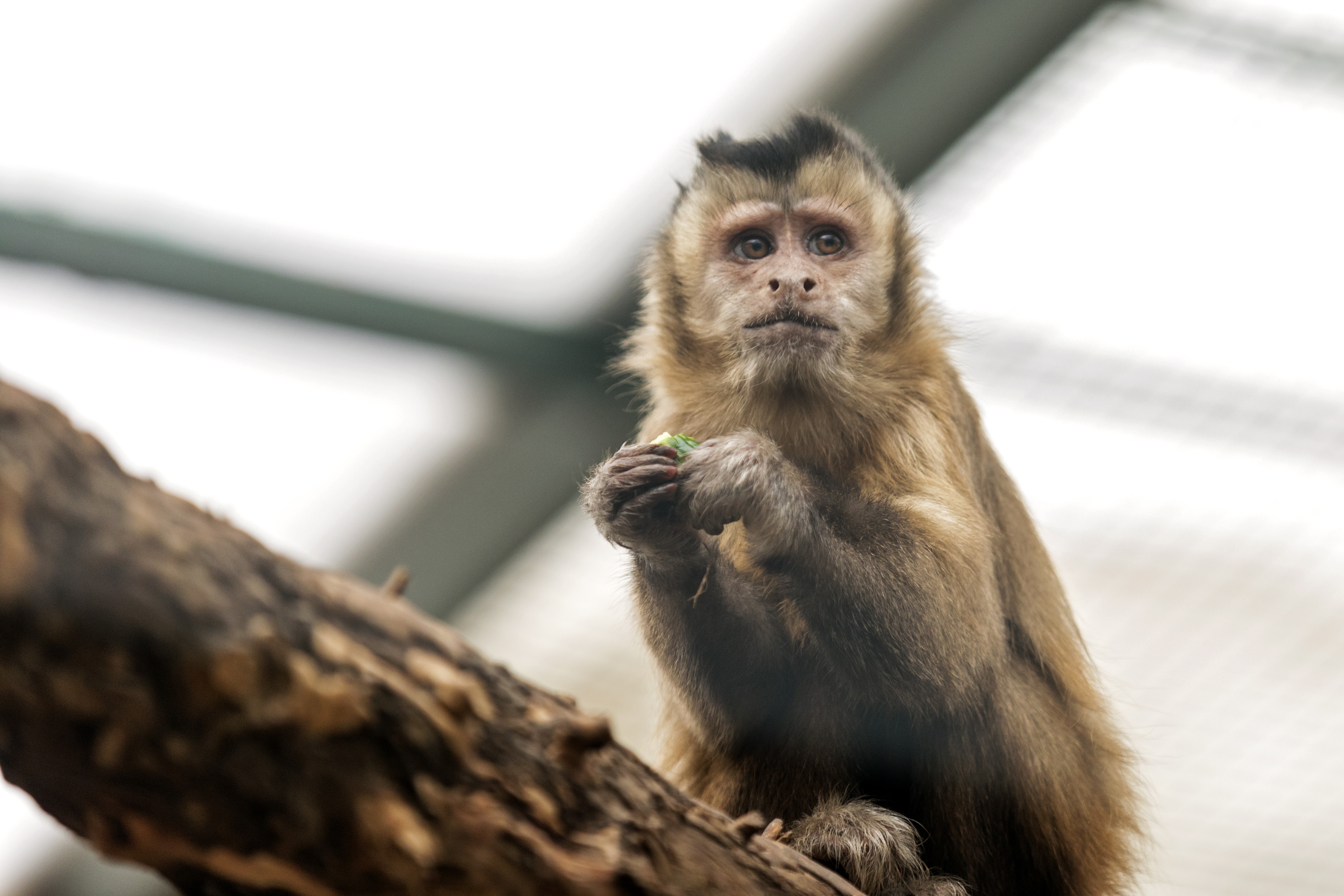Cum a încercat o maimuță să scape de la ZOO. "Știe să folosească unelte". VIDEO