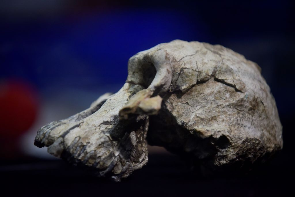 Descoperire incredibilă: Craniu vechi de 3,8 milioane de ani, găsit în Etiopia