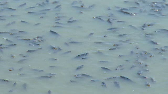 Sute de pești mor în apropiere de Galați. Care este cauza