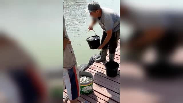 Cum au fost salvate mii de exemplare de crap și caras în Galați