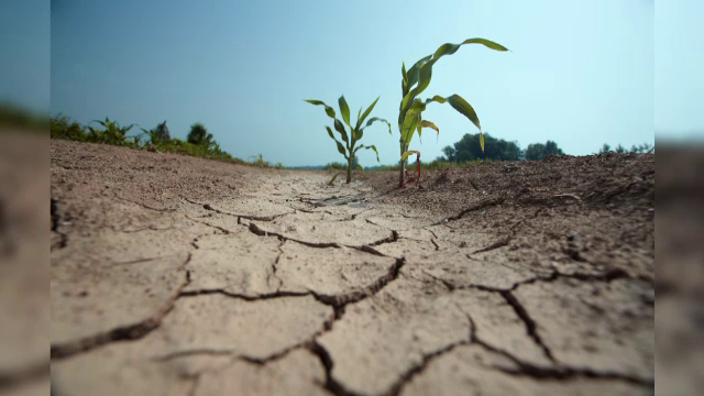Fermierii afectaţi de seceta din 2025 vor primi până la 333 de lei/hectar pentru porumb şi floarea-soarelui