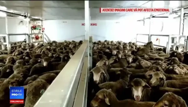 Război încheiat cu un proiect de lege: transporturile de animale vii, interzise vara