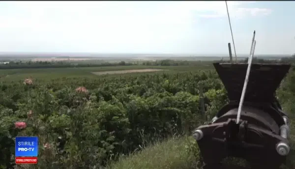 Viticultorii, încântați de calitatea vinului în acest an. De ce vor mări prețurile