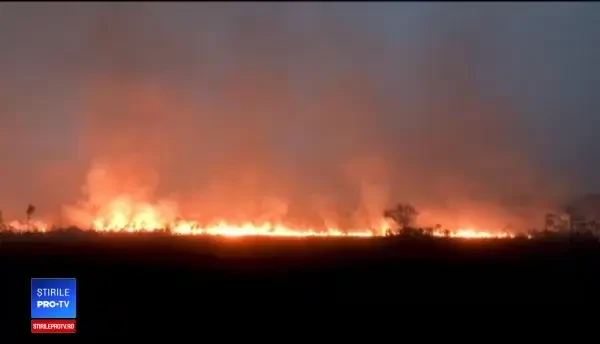 ”Parcă e sfârșitul lumii”. Biodiversitatea din Amazonia, distrusă definitiv de incendii